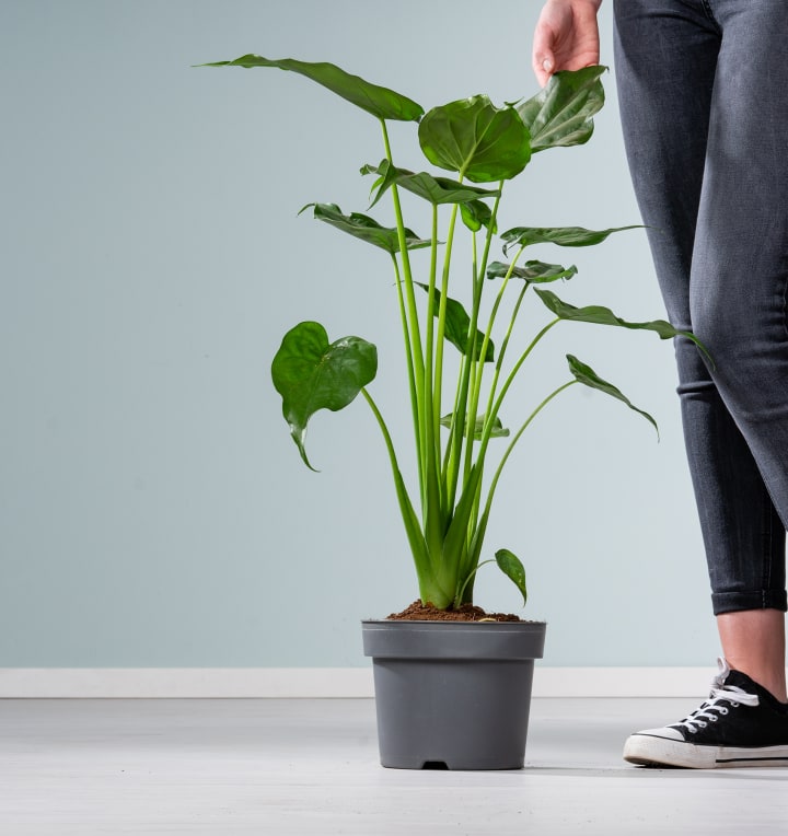 Alocasia 'Cucullata' XL