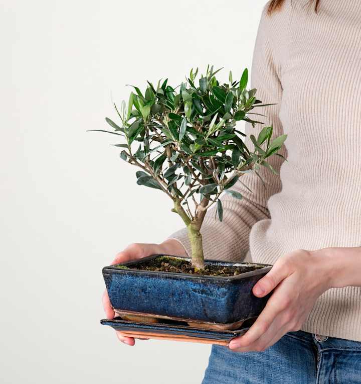 Bonsai-Olive 'Europaea' in Keramikschale