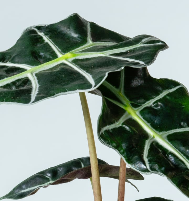 Alocasia 'Dwarf' - plastikfrei