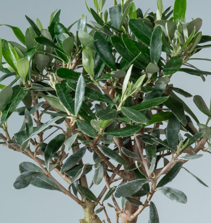 Bonsai-Olive 'Europaea' in Keramikschale