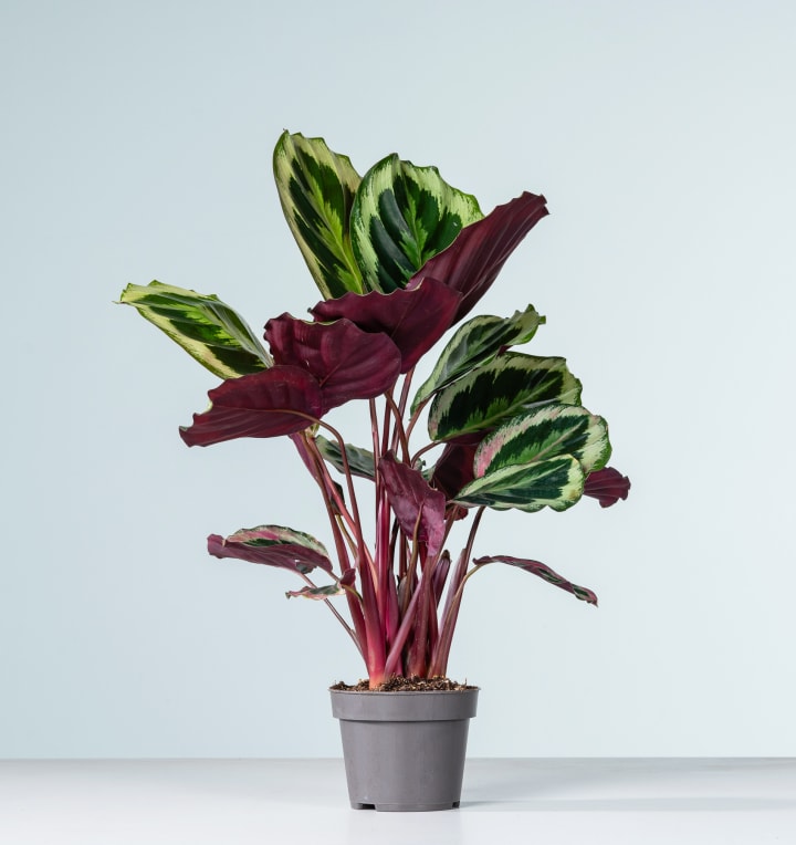 Calathea 'Rosy'