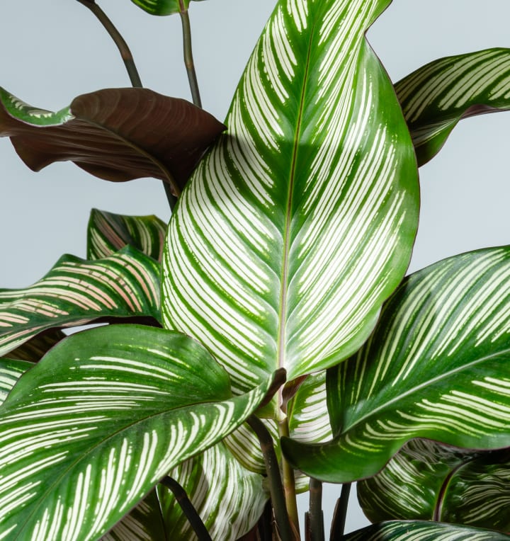 Calathea 'Whitestar'