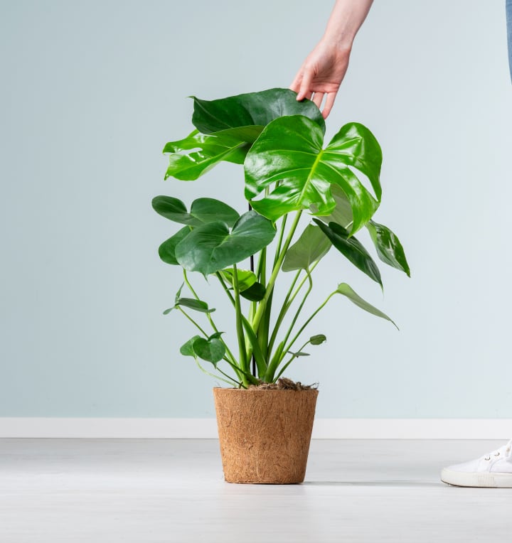 Monstera 'Taurii' - plastikfrei