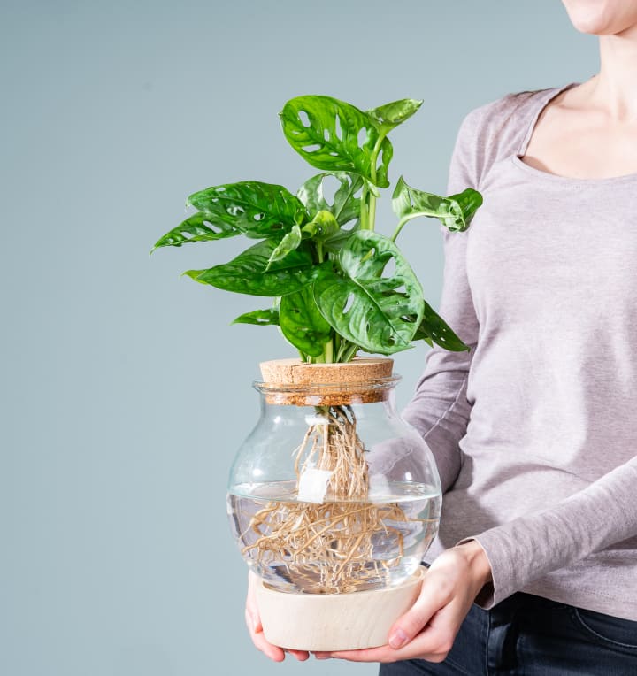 Waterplant Monstera 'Adansonii' im Glas mit LED und Korkdeckel