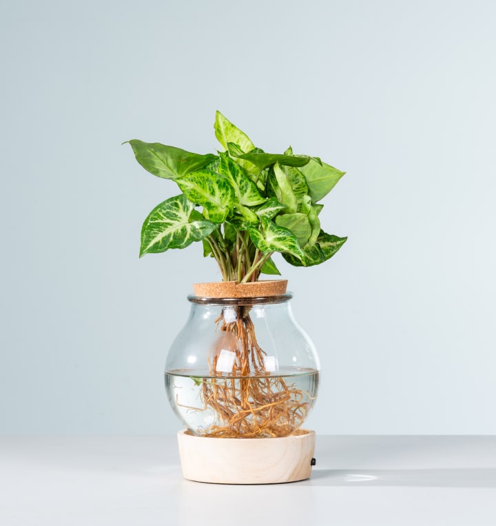 Waterplant Syngonium 'Pixi' im Glas mit LED