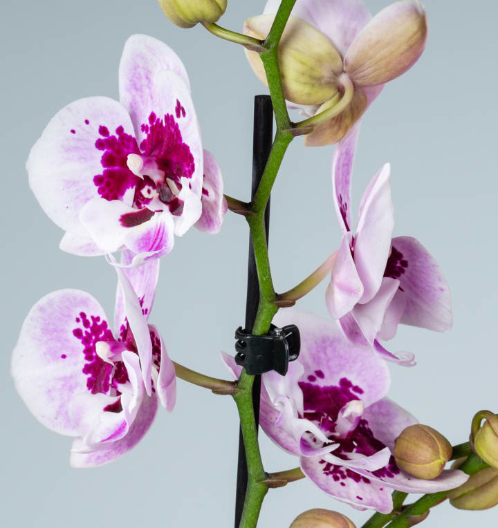 Phalaenopsis 'Aladdin'