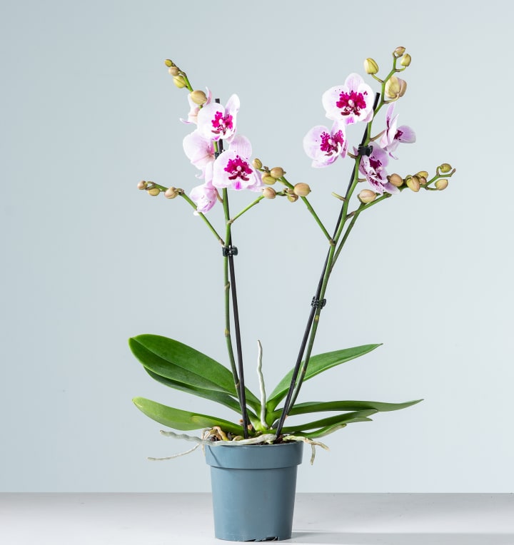 Phalaenopsis 'Aladdin'