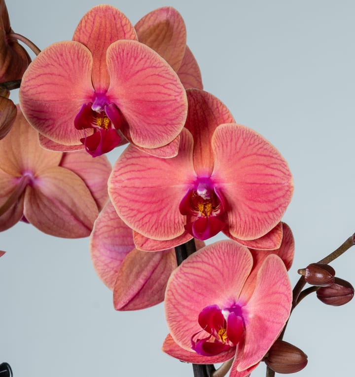 Phalaenopsis 'Asian Coral'