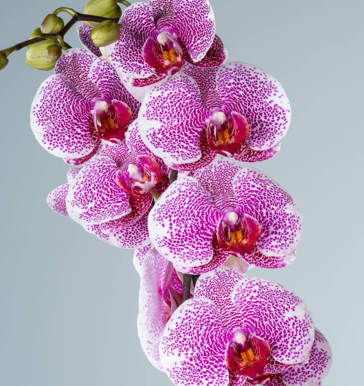 Phalaenopsis 'Pandora'