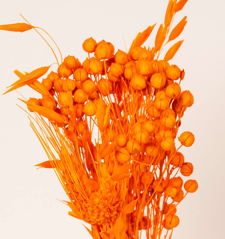 Trockenblumenbund Orange