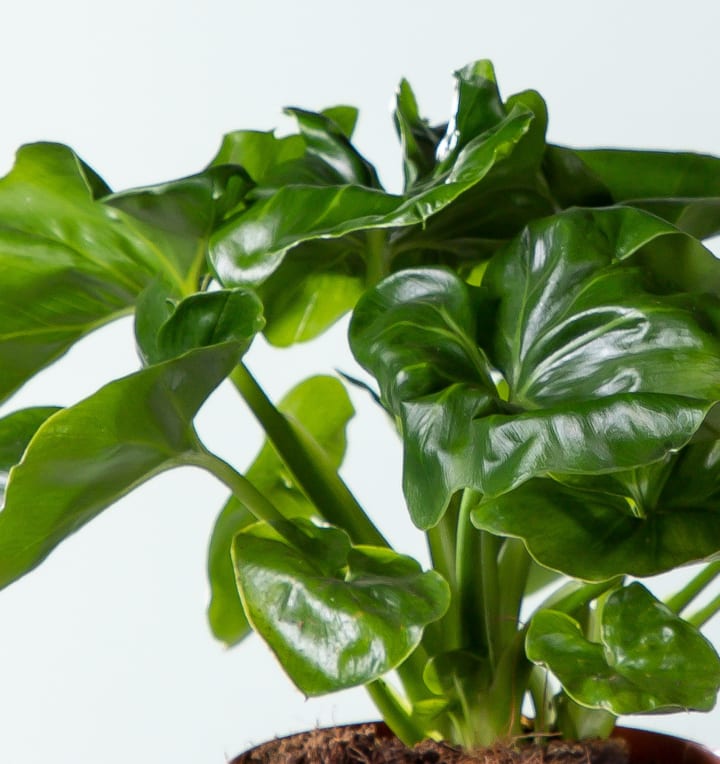 Philodendron 'Atom'