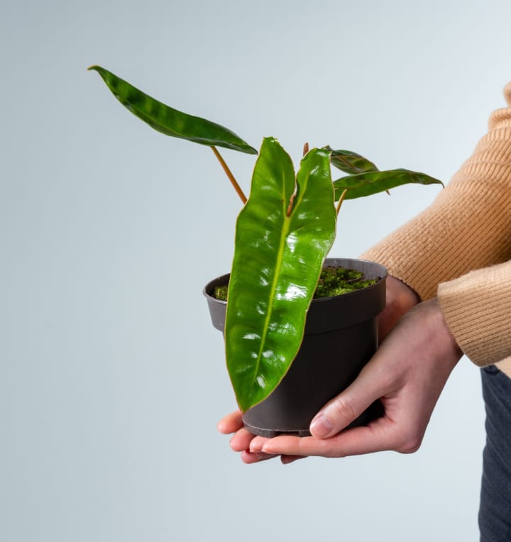 Philodendron 'Billietiae'