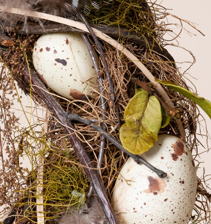 Birkenkranz Eier Natur