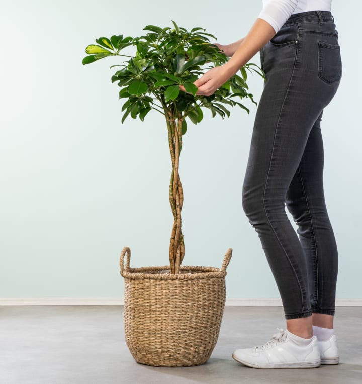 Schefflera 'Gold Capella'