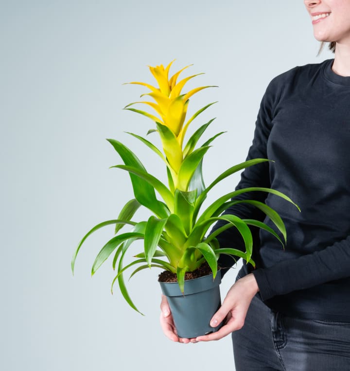 Guzmania 'Suerte Yellow'