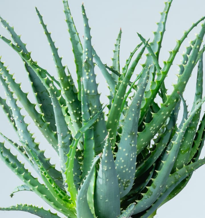 Aloe 'Arborescens' M