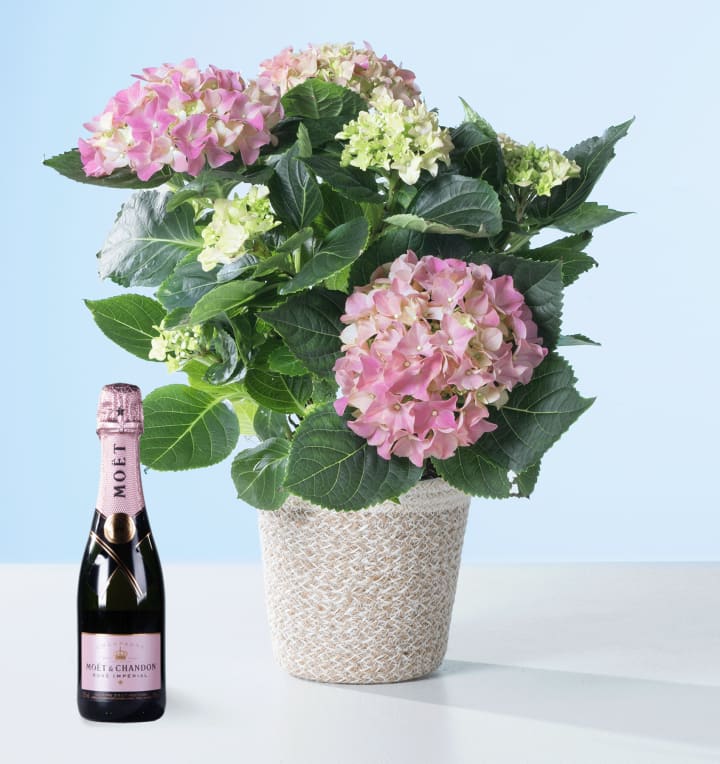 Pink Magic mit Moet & Chandon Imperial Rosé 0,375l