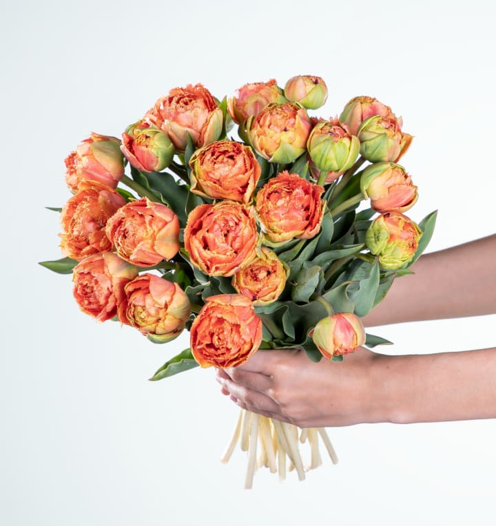 Deal: Freilandtulpen in Orange 30 Stiele