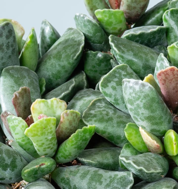 Adromischus cooperi L