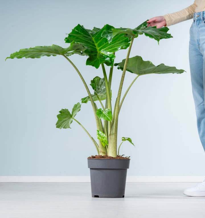 Alocasia 'Portodora' L