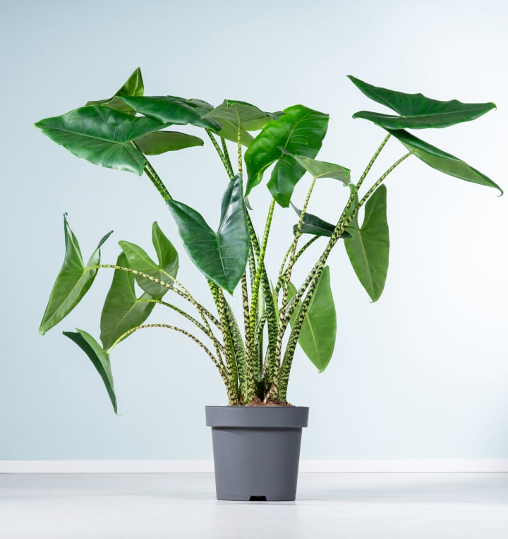 Alocasia 'Zebrina' XL