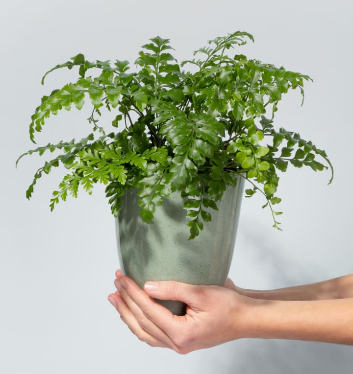 Asplenium 'Parvati'