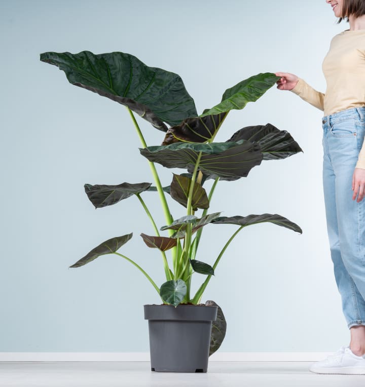 Alocasia 'Regal Shield' XL