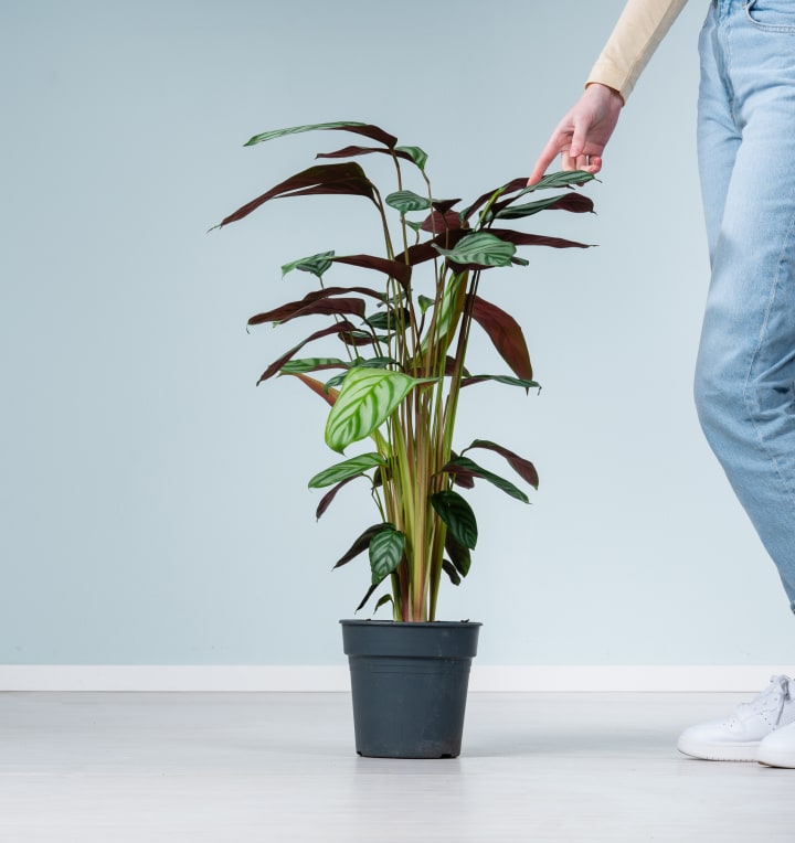 Calathea 'Green Flag' M