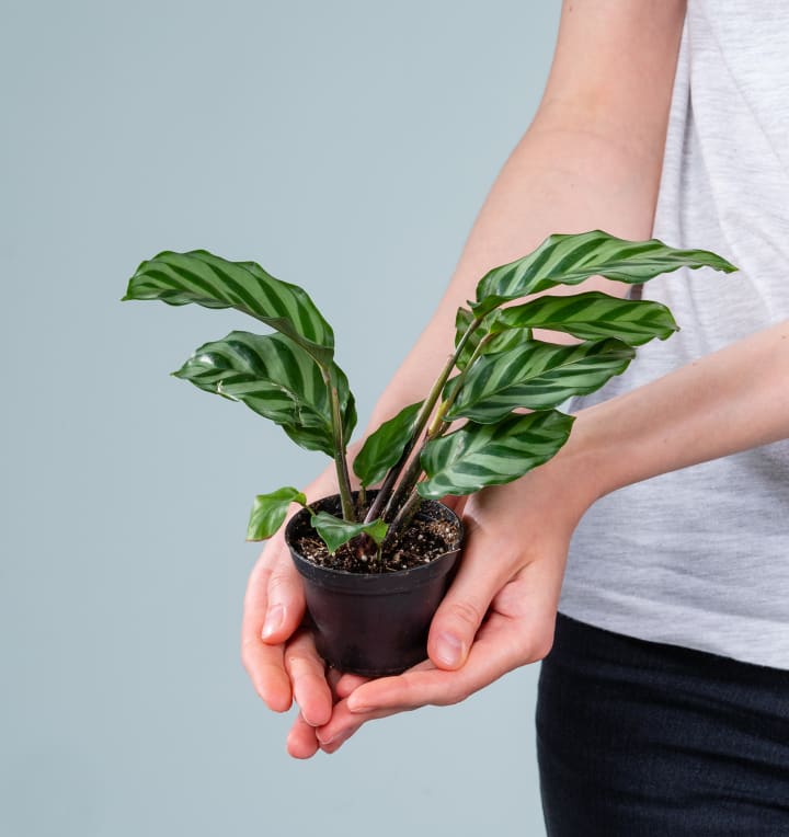 Calathea 'Freddie'