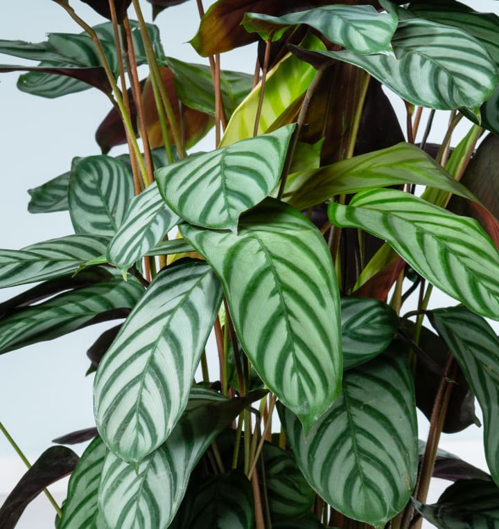 Calathea 'Green Flag' L