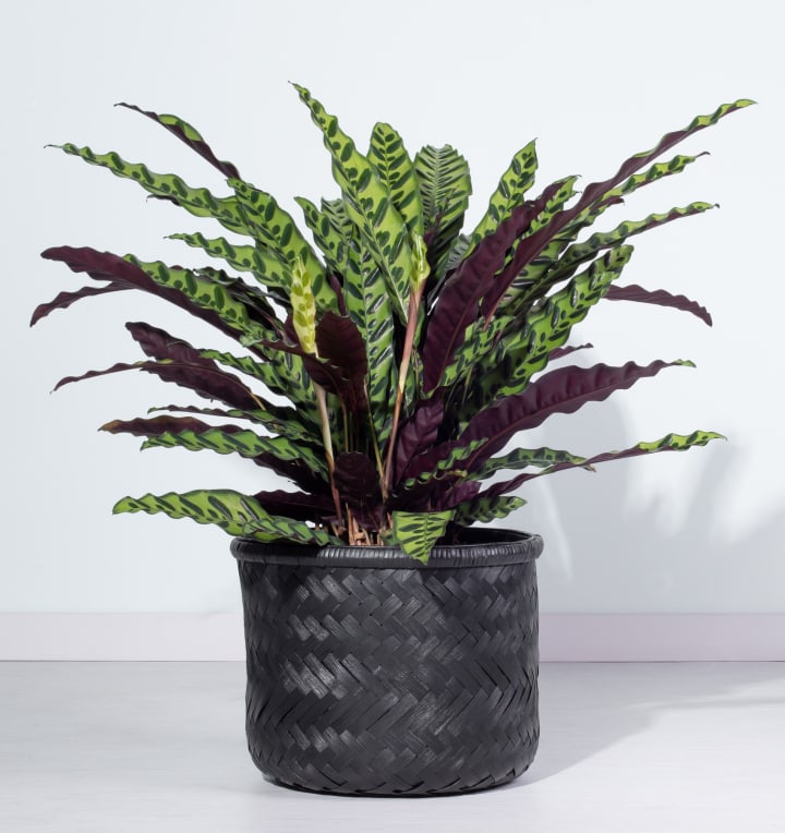 Calathea 'Lancifolia'