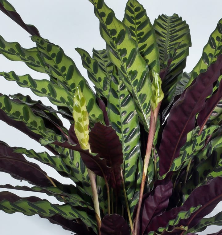 Calathea 'Lancifolia'