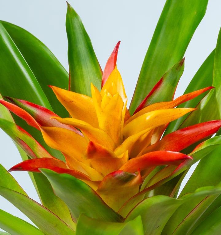 Guzmania 'Flava'