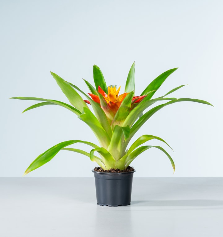 Guzmania 'Flava'