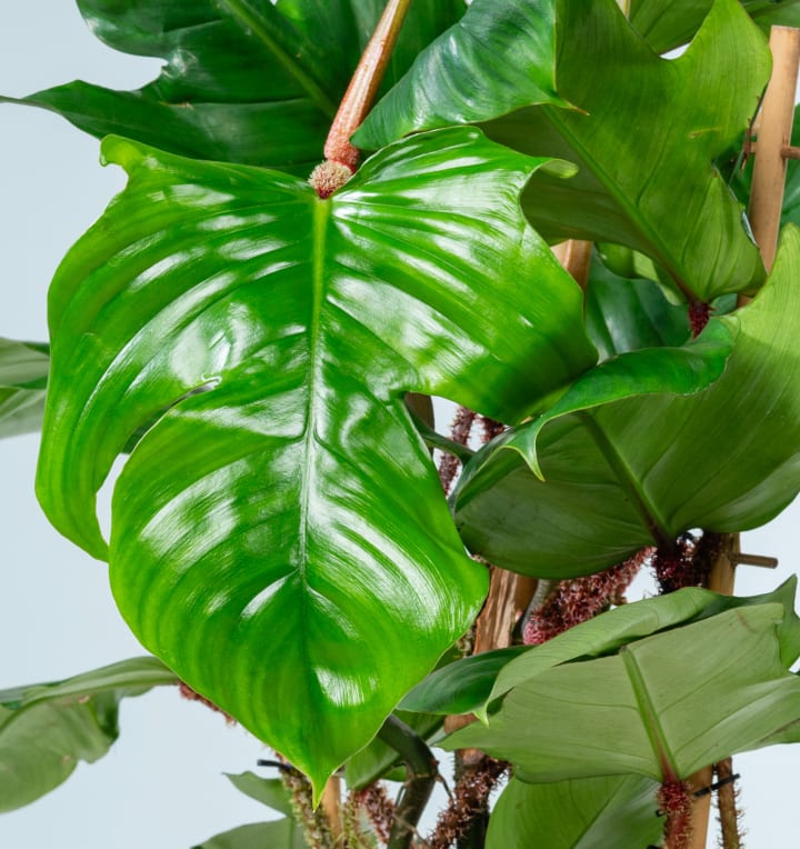 Philodendron 'Red Wonder'