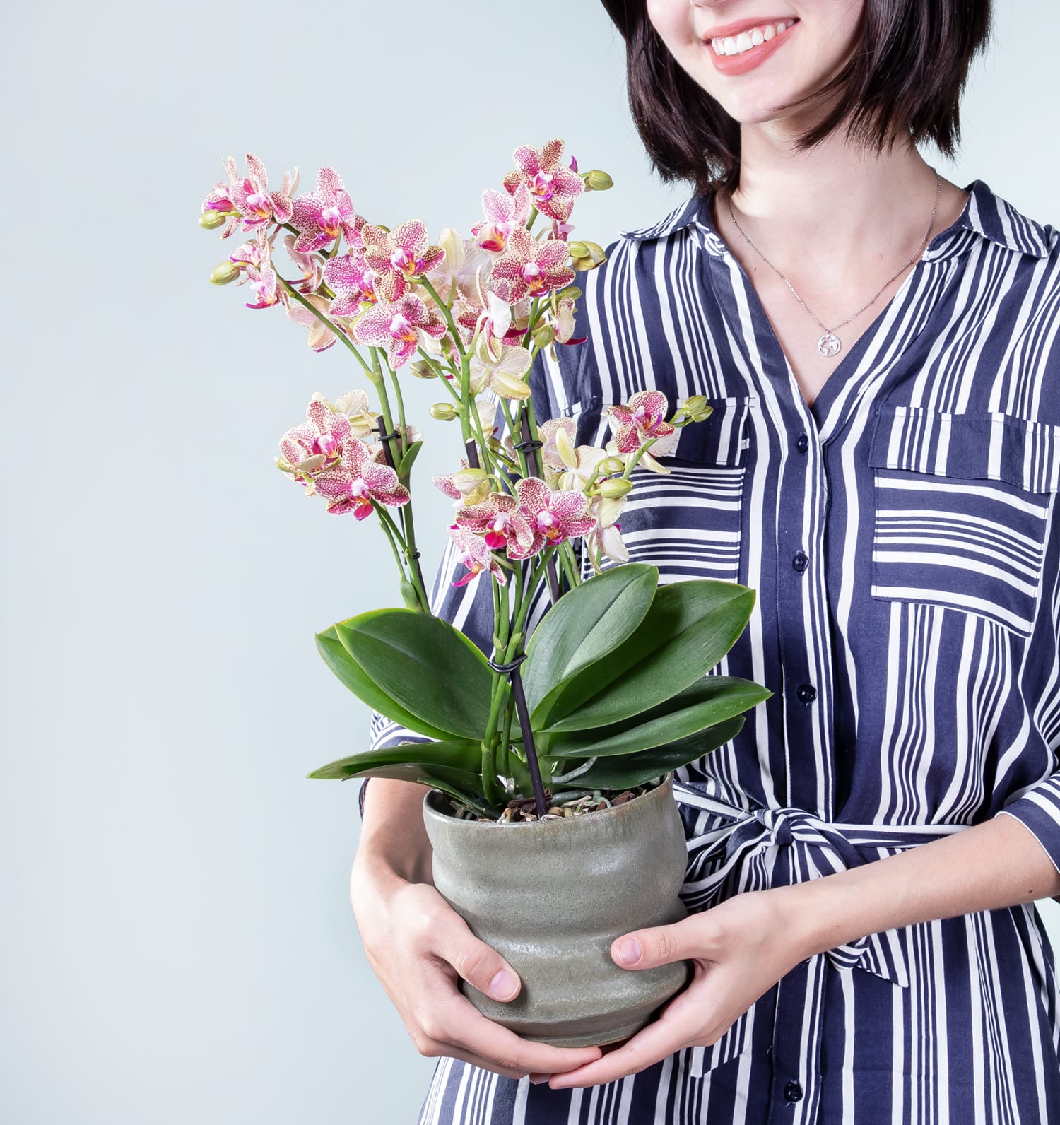 Pflanze Farbfestival mit Orchidee