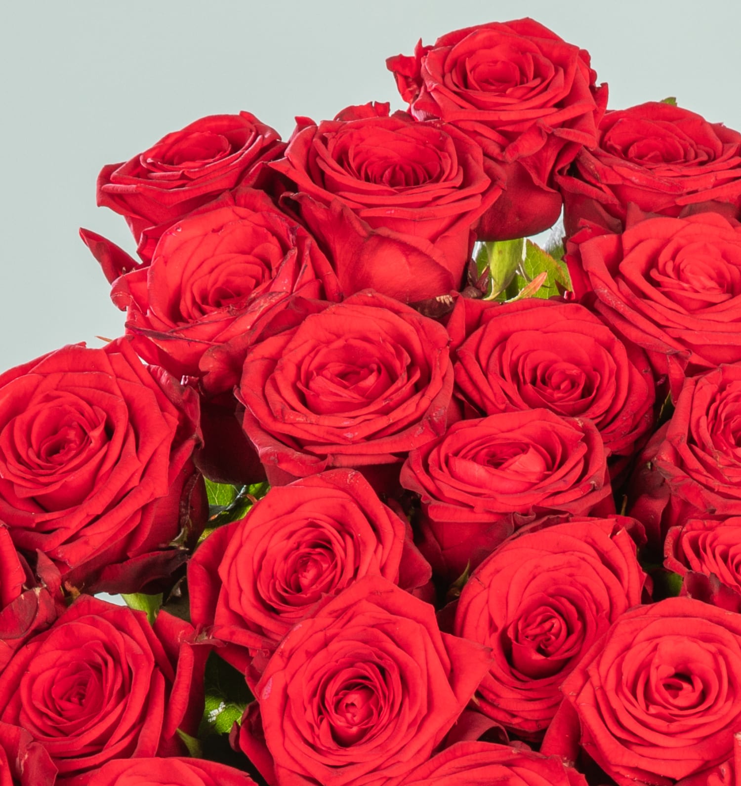 Blumenbund Premium-Rosen in Rot 40 Stiele mit Rosen