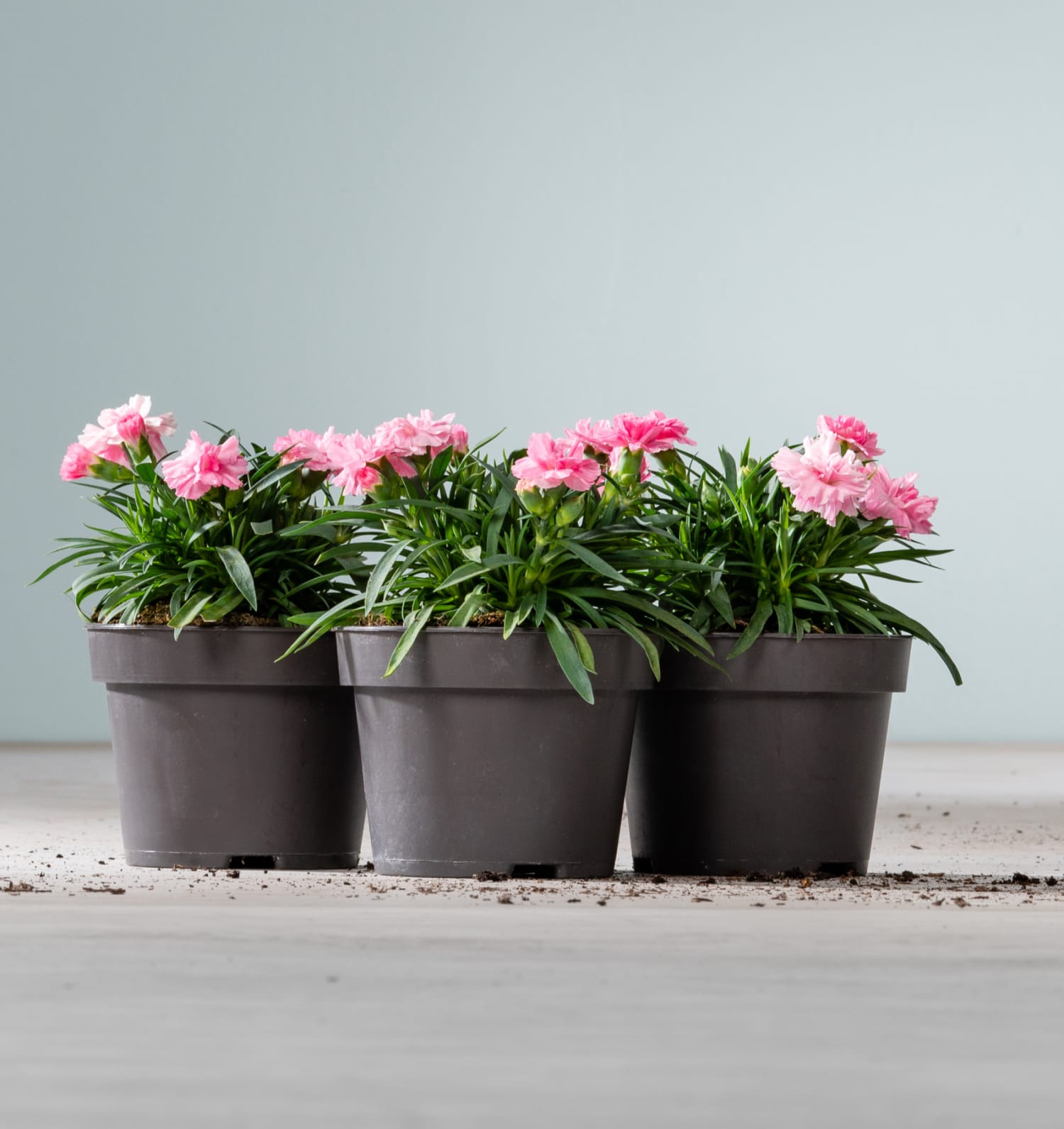 Winterharte Nelke 'I Love You' 3 Stück BLUME2000