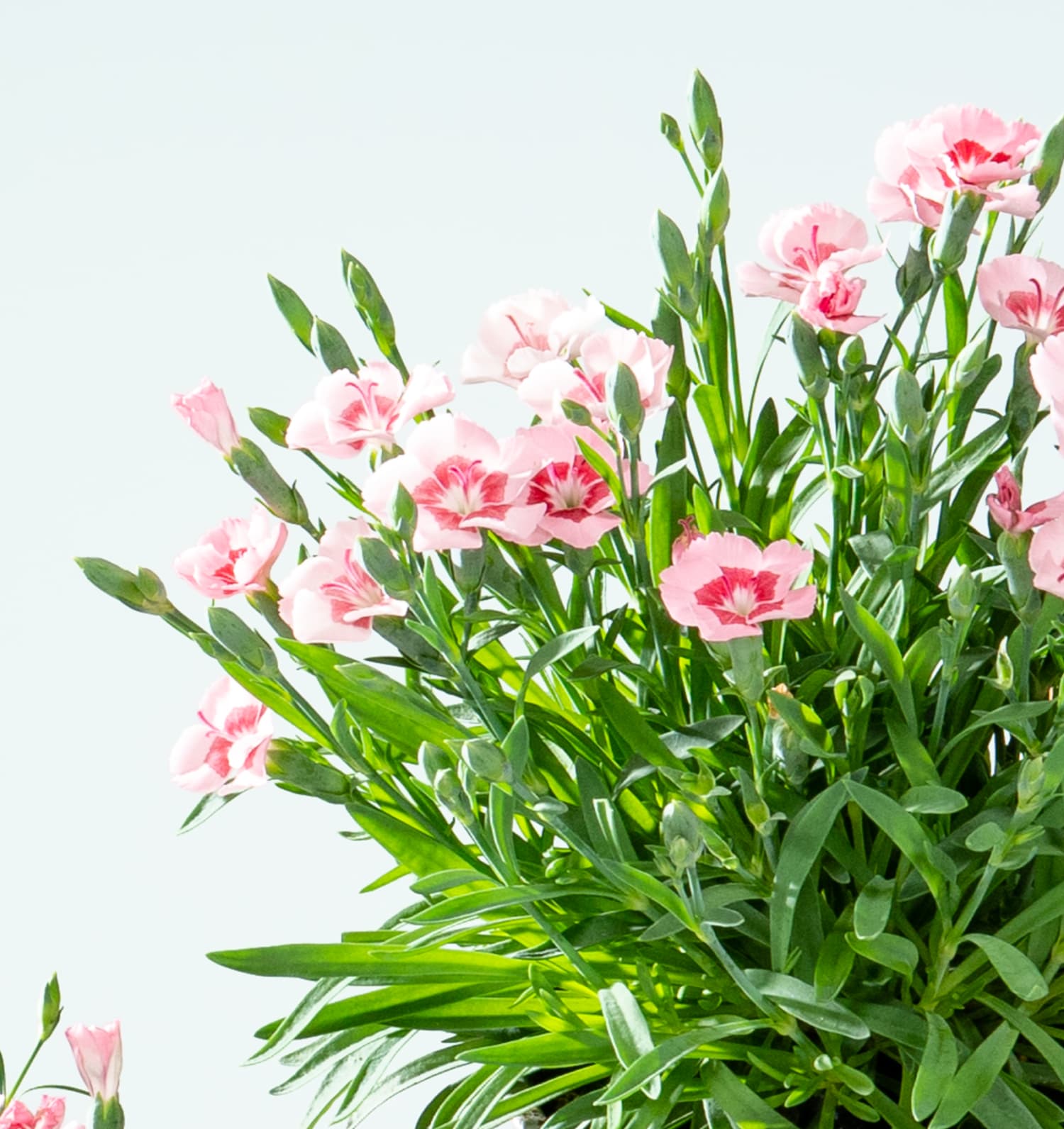 Winterharte Nelke 'Peach Party' 3 Stück BLUME2000