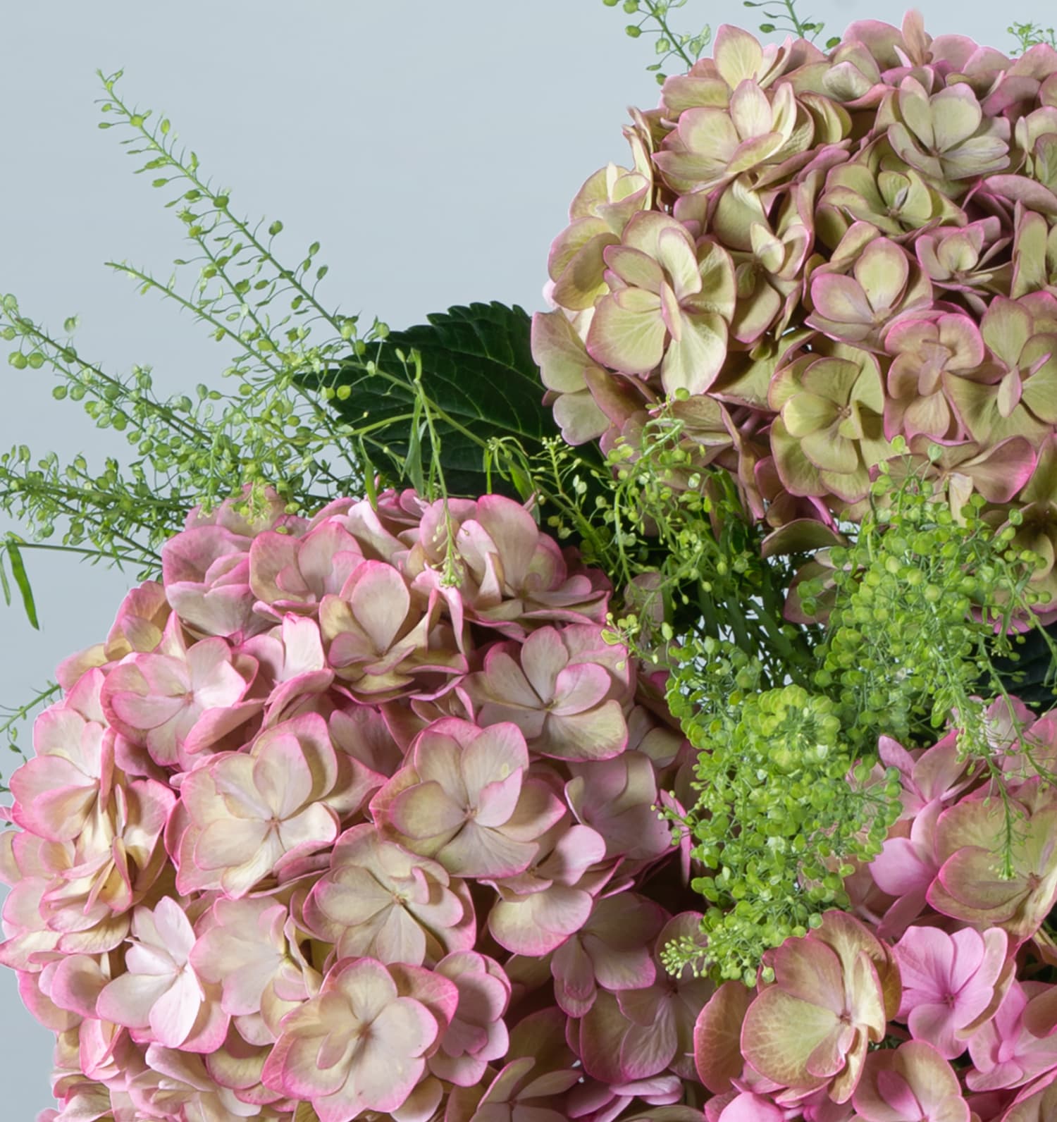 Hortensien lila BLUME2000