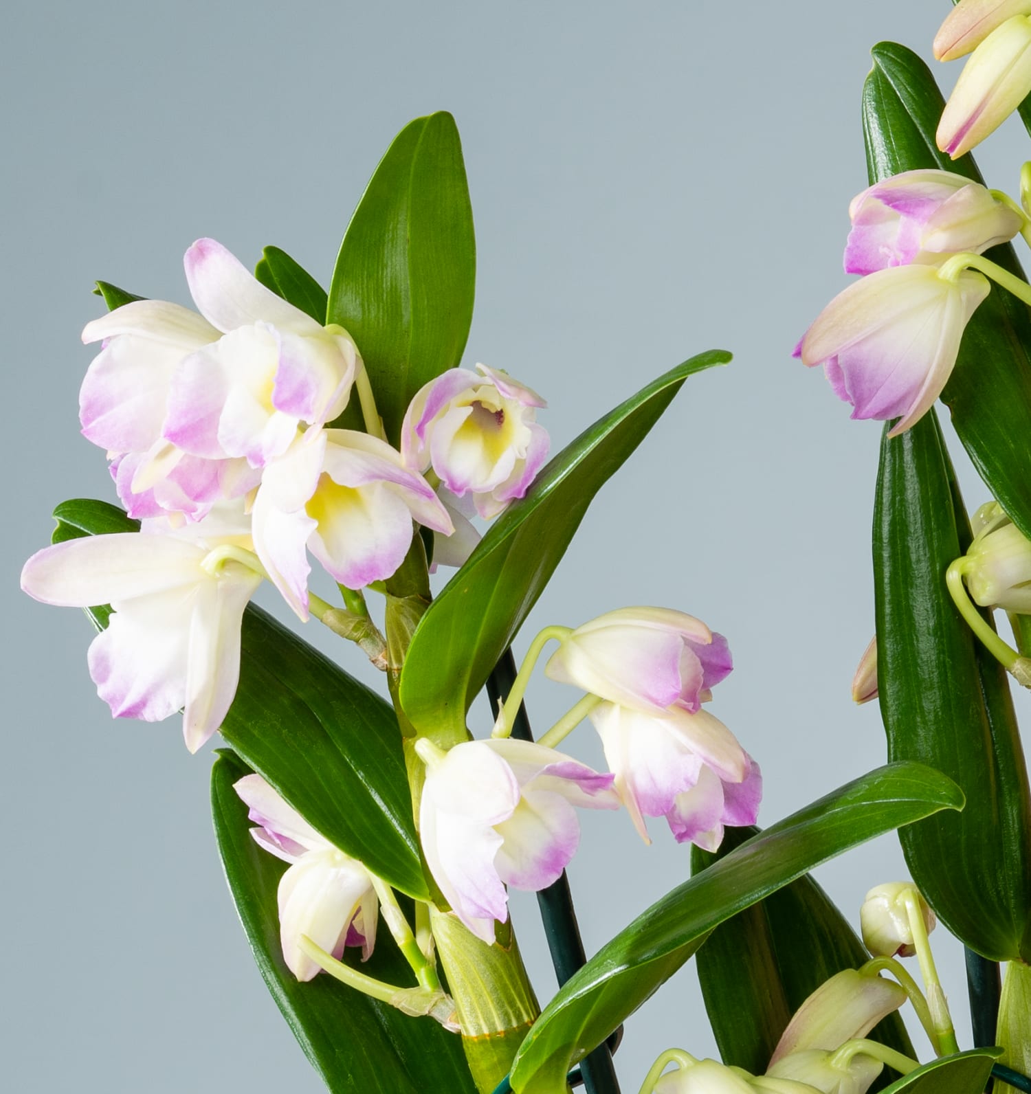 Pflanze Dendrobium-Orchidee 'Sunny Eyes'