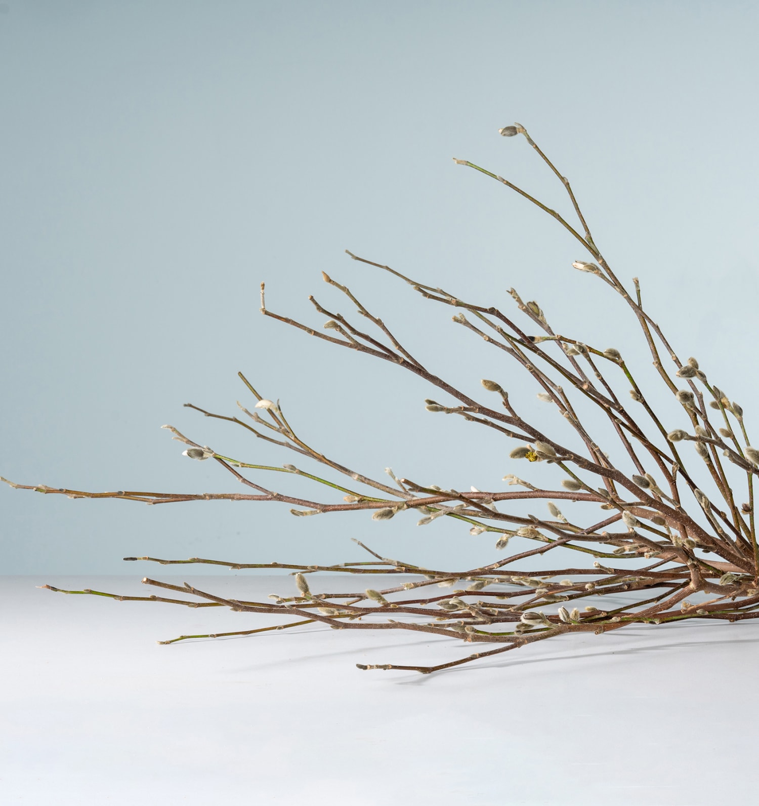 Pflanze Magnolie Zweige - 5 Stück