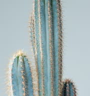 Blauer Säulenkaktus 'Pilosocereus' L