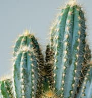 Blauer Säulenkaktus 'Pilosocereus' M