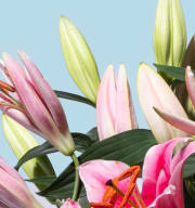 Lilien in Rosa 10 Stiele