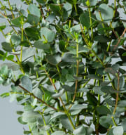 Kleinblättriger Eukalyptus