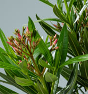 Oleander Rot