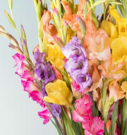 Gladiolenmix 20 Stiele