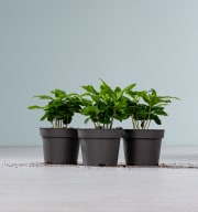 BIO Echte Kaffeepflanze - 3 Stück