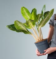 Aglaonema 'Key Lime'